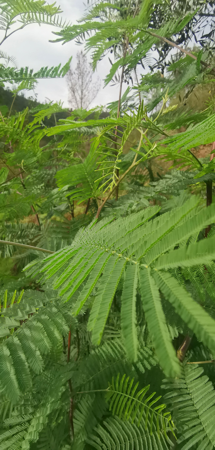 Mimosa closeup | ReWild! Nature restore project Mimosa closeup | ReWild! Nature restore project